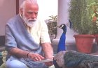 मोर को दाना खिलाते नजर आए पीएम मोदी ; अपने इंस्टाग्राम और फेसबुक  पर प्रकृति के साथ  शेयर किया वीडियो