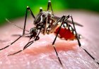 कोरोना के साथ बढ़ रही मच्छरजनित बीमारियां ,ऐसे रखें अपनी हेल्थ का ध्यान