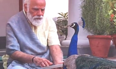 मोर को दाना खिलाते नजर आए पीएम मोदी ; अपने इंस्टाग्राम और फेसबुक  पर प्रकृति के साथ  शेयर किया वीडियो