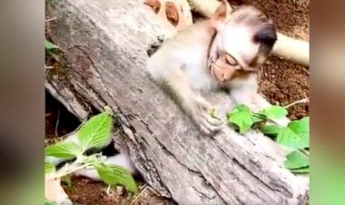Video Viral : कुत्ते और बंदर की अनोखी दोस्ती, मुसीबत में फंसे बंदर को अपनी होशियारी से निकाला बाहर