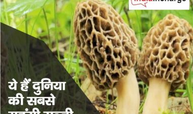 दुनिया की सबसे महंगी सब्जी, रेट जानकर उड़ जाएंगे आपके होश, जानिए क्या है खासियत