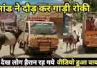 बेजुबानों की ये प्रेम कहानी रुला देगी आपको, गाय को बेचता देख 1 किलोमीटर तक भागा सांड