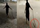 Video Viral : दादी ने कोबरा पकड़कर हवा में उड़ाया, नजारा देख लोग रह गए दंग