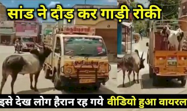 बेजुबानों की ये प्रेम कहानी रुला देगी आपको, गाय को बेचता देख 1 किलोमीटर तक भागा सांड