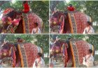 Video Viral : बाबा रामदेश हाथी के ऊपर कर रहे थे योगी, बिगड़ा संतोलन गिर गए नीचे, वीडियो हुआ वायरल