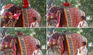 Video Viral : बाबा रामदेश हाथी के ऊपर कर रहे थे योगी, बिगड़ा संतोलन गिर गए नीचे, वीडियो हुआ वायरल