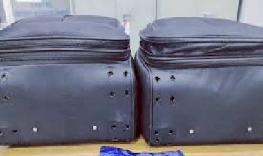 लखनऊ: एयरपोर्ट पर पकड़ा गया 10 लाख का सोना, ब्रीफकेस में तस्करी के लिए लगाए 46 स्क्रू