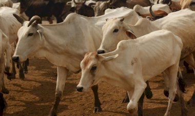 कानपुर में गाय हांकने के विवाद में शख्स की पीट-पीटकर हत्या