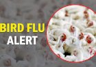 Coronavirus के बीच तेजी से फैला बर्ड फ्लू, MP में प्रभावित इलाकों में जुटाया जा रहा लोगों का हेल्थ डेटा, अलर्ट पर कई राज्य