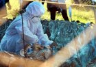 Coronavirus के बाद Bird flu ने मचाया हड़कंप, मध्य प्रदेश के 8 जिलों में कई चिकन मार्केट बंद 