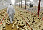 Bird Flu in India : महाराष्‍ट्र में भी पहुंचा बर्ड फ्लू, परभणी के पॉल्‍ट्री फार्म में 800 मुर्गियों की मौत, मचा हड़कंप