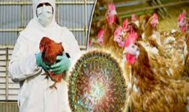 देश के कई राज्यों में फैला बर्ड फ्लू, केरल ने घोषित किया राजकीय आपदा, हरियाणा में एक लाख मुर्गियों की मौत से हड़कंप