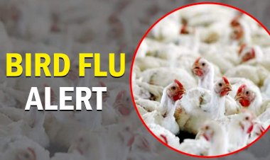 Coronavirus के बीच तेजी से फैला बर्ड फ्लू, MP में प्रभावित इलाकों में जुटाया जा रहा लोगों का हेल्थ डेटा, अलर्ट पर कई राज्य