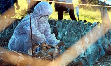 Coronavirus के बाद Bird flu ने मचाया हड़कंप, मध्य प्रदेश के 8 जिलों में कई चिकन मार्केट बंद