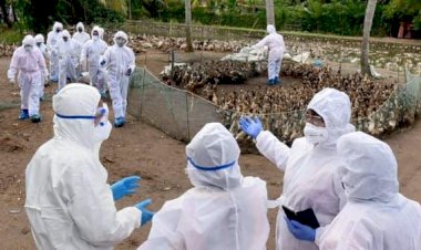 Coronavirus महामारी के बीच Bird Flu का आंतक,  पंजाब में दूसरे राज्यों से आने वाले पोल्ट्री प्रोडक्ट पर 7 दिनों की लगी रोक