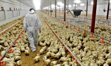 Bird Flu in India : महाराष्ट्र में भी पहुंचा बर्ड फ्लू, परभणी के पॉल्ट्री फार्म में 800 मुर्गियों की मौत, मचा हड़कंप