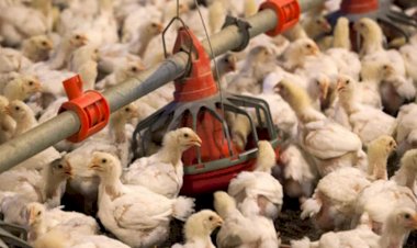 Bird Flu का कहर पहुंचा राजस्थान, 443 पक्षियों की मौत, अब तक 10 राज्यों में फैला संक्रमण