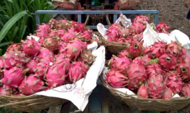 गुजरात सरकार ने बदला ड्रैगन फ्रूट का नाम, अब कहलाएगा 'कमलम', CM ने दिया बड़ा बयान