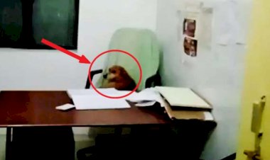हरदोई में अस्पताल से स्टाफ गायब, डॉक्टर की कुर्सी पर आराम फरमा रहा कुत्ता, AAP ने बोला हमला