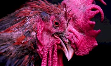 मुर्गे ने की मालिक की 'हत्या', कमर से नीचे काट कर अलग कर दिया शरीर,कोर्ट में किया जाएगा पेश