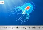 अजब- गजब: नहीं देखा होगा ऐसा जीव, जो धरती पर रहता है अमर, नहीं मरता कभी