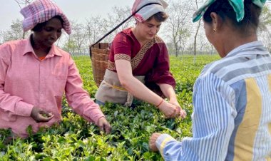 Assam Assembly Elections 2021 : चुनाव से पहले असम दौरे पर प्रियंका, मजदूरों के साथ तोड़ी चाय पत्तियां