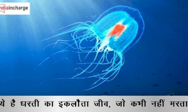 अजब- गजब: नहीं देखा होगा ऐसा जीव, जो धरती पर रहता है अमर, नहीं मरता कभी