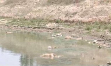 Coronavirus का कहर, बक्सर के बाद अब गाजीपुर में गंगा नदी में तैरती दिखीं दर्जनों लाशें