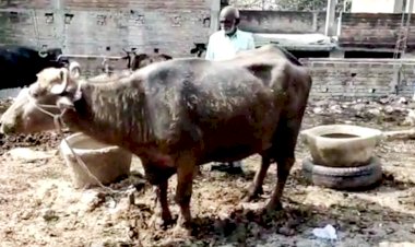 Coronavirus को लेकर हुआ नया खुलासा, हरियाणा में भैंस के बच्चे में मिला नया वैरियंट ‘बुवाइन’