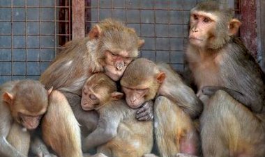 Coronavirus के कहर के बीच मचा एक और वायरस का कहर, हो चुकी है एक की मौत