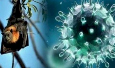 Coronavirus के बीच केरल पहुंचा निपाह वायरस, सरकार ने उठाया बड़ा कदम, घर-घर जाकर होगी जांच