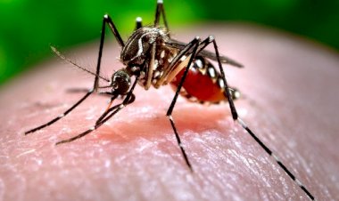 Dengue Case : देश में डेंगू का कहर, मामलों से निपटने के लिए केंद्र नौ राज्यों में भेज रहा टीमें