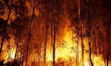 सीरिया में जंगल में आग लगाने वाले 24 लोगों को फांसी, 11 दोषियों को उम्रकैद की सजा