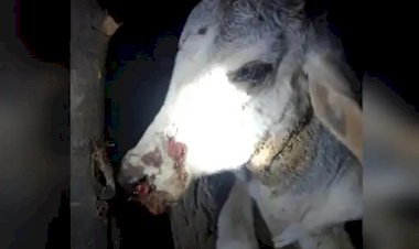 बाड़े में घुसकर पैंथर ने गाय पर किया हमला, फिर ऐसे बचाई गई जान, दहशत का माहौल